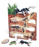 Lifecycle of An Ant
