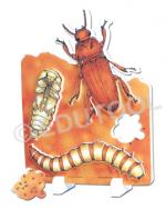 Lifecycle of A Mealworm