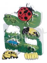 Lifecycle of A Ladybug