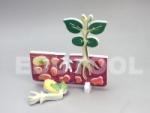 From Seed to Plant