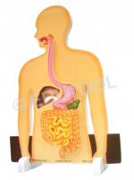 Digestion