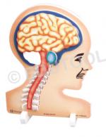 Brain