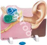 Ear