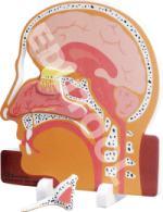 Nose/Sinus