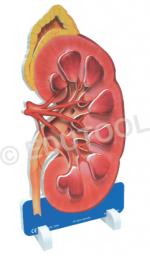 Kidney
