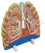 Lungs