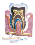 Tooth
