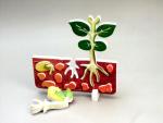 From Seed to Plant