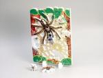 Lifecycle of a Spider