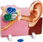 Ear