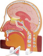 Nose/Sinus
