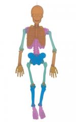 Human Skeleton
