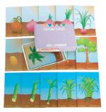 Picture Cards - Growing Plants