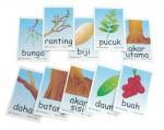 Picture Cards - Trees