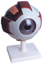 Human Eye