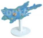 Amoeba Model