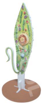 Euglena Model