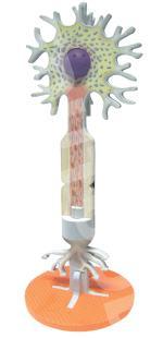Neoron Model