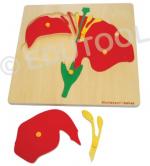 Wooden Botany Puzzle With Small Knobs - Flower
