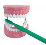 Teeth Model and Tooth Brush