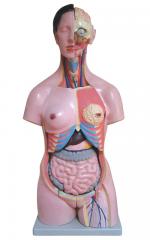 Human Torso