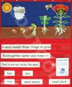 Pocket Wall Chart Kit (Plants)