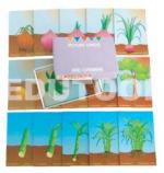 Growing Plants