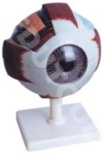 Human Eye