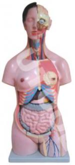 Human Torso