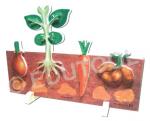Roots