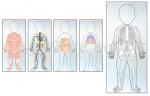 Body Systems Mirror Set (5pcs/set)
